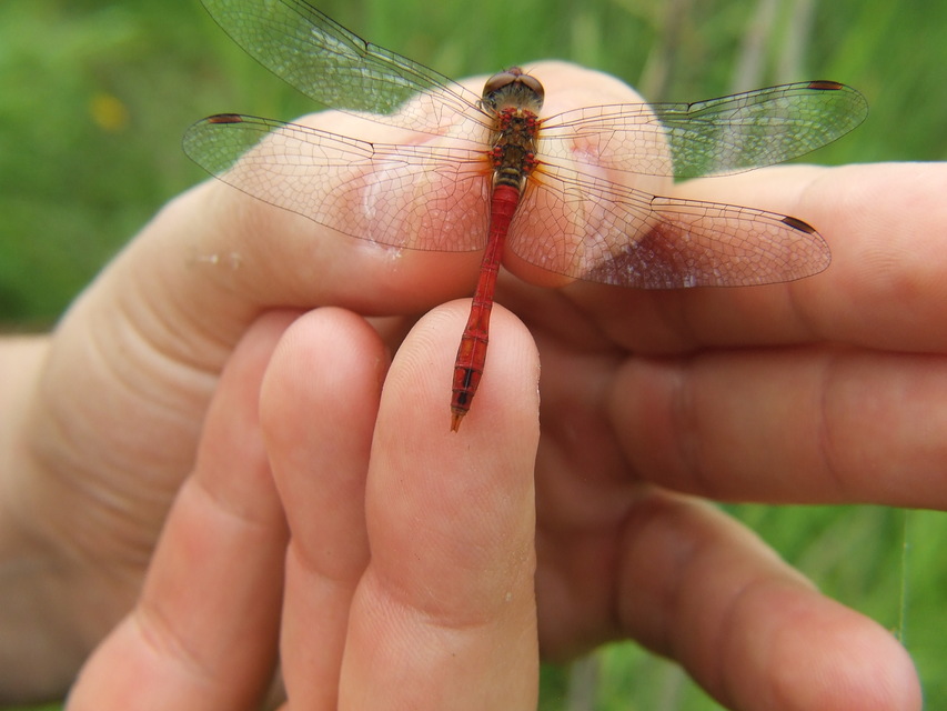 Sympetrum sanguineum - vörös katona-szitakötő