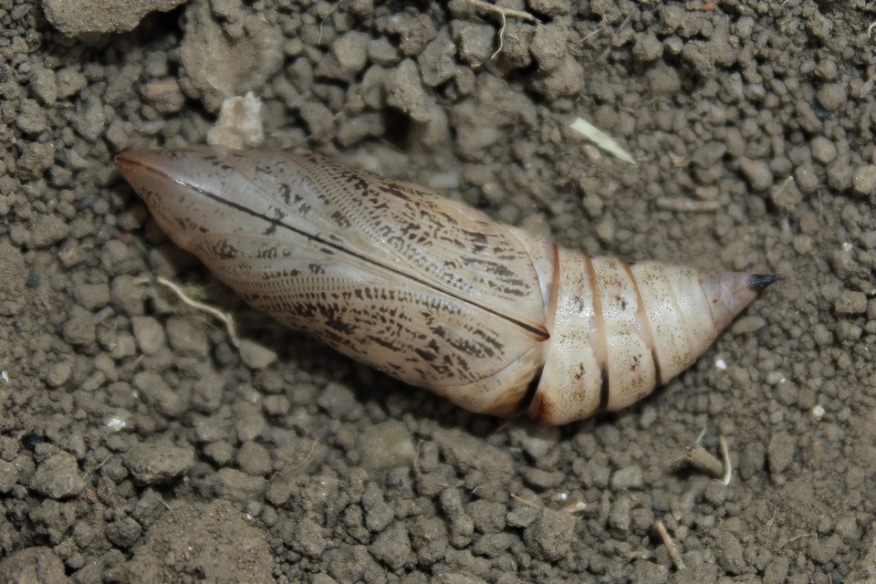 Macroglossum stellatarum - kacsafarkú szender