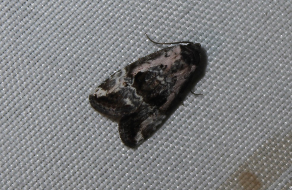 Hapalotis venustula - rózsaszínű mázasbagoly