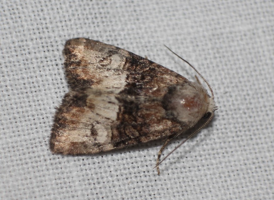 Mesoligia furuncula - kétszínű dudvabagoly