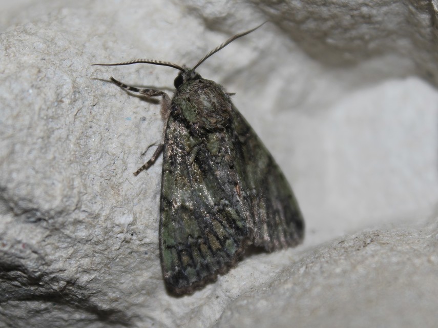 Polyphaenis sericata - selyemfényű erdeibagoly