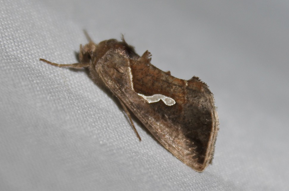 Macdunnoughia confusa - cseppfoltos ezüstbagoly
