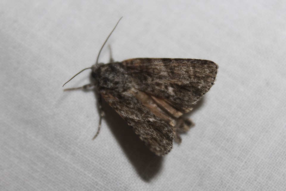 Acronicta rumicis - sóska-szigonyosbagoly