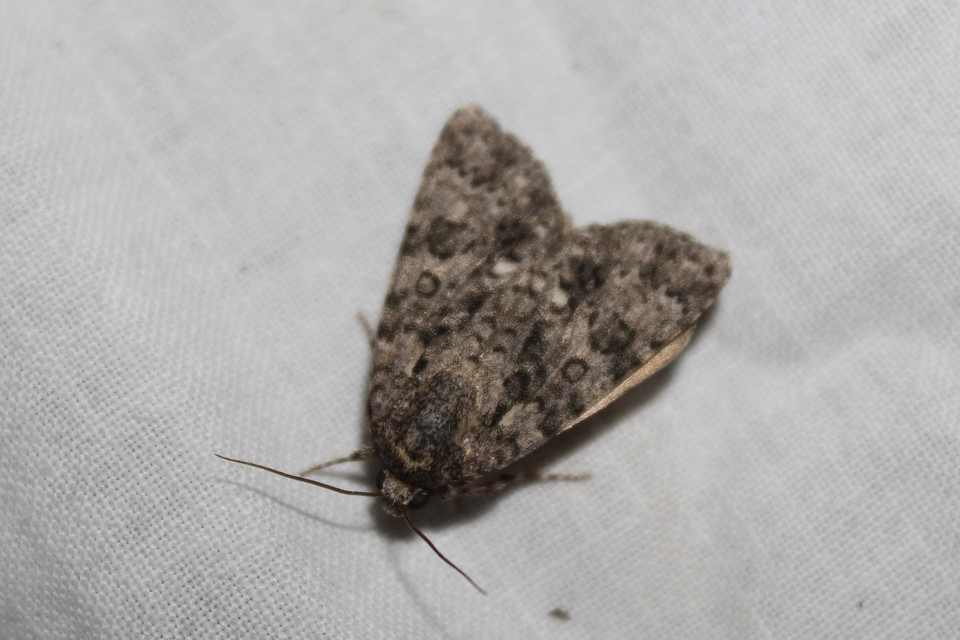 Acronicta rumicis - sóska-szigonyosbagoly