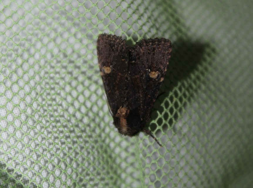 Mesapamea secalella/secalis
