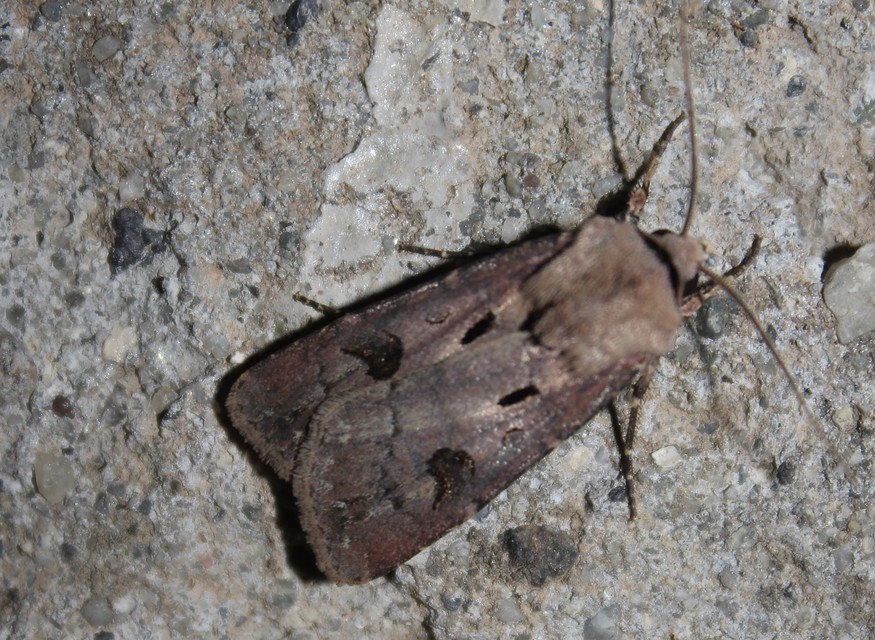 Agrotis exclamationis - felkiáltójeles földibagoly