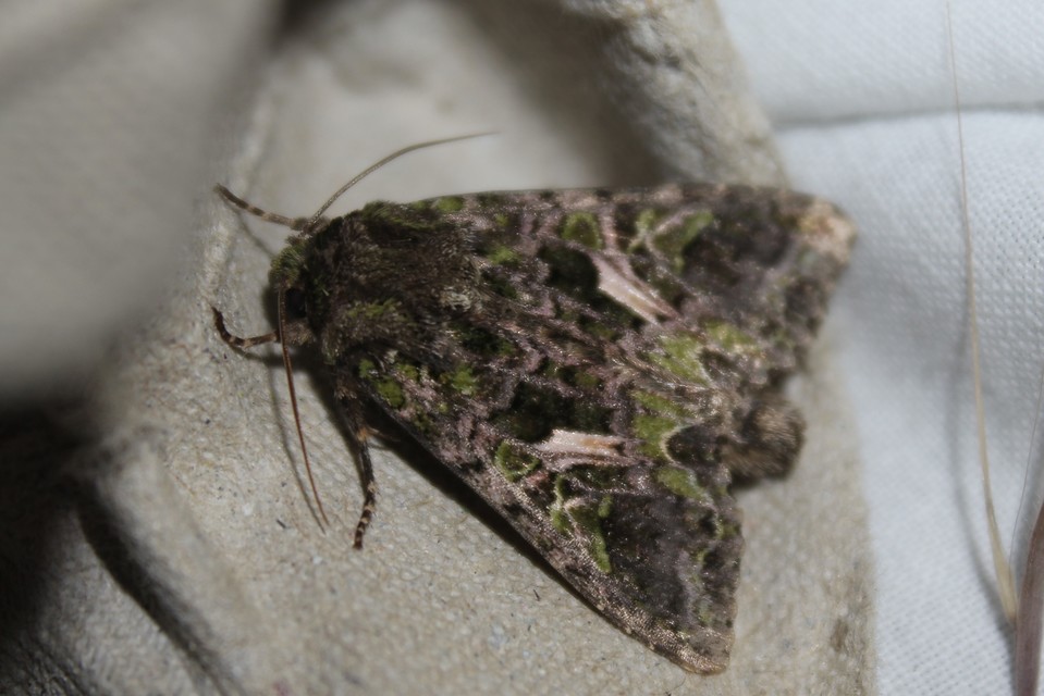 Trachea atriplicis - nyári zöldbagoly