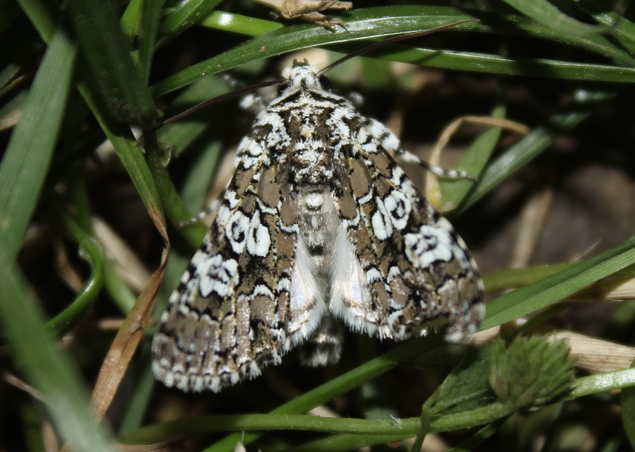 Lamprosticta culta - hármasfoltú bagoly