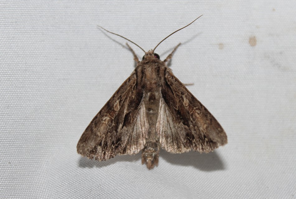 Apamea monoglypha - nagy dudvabagoly