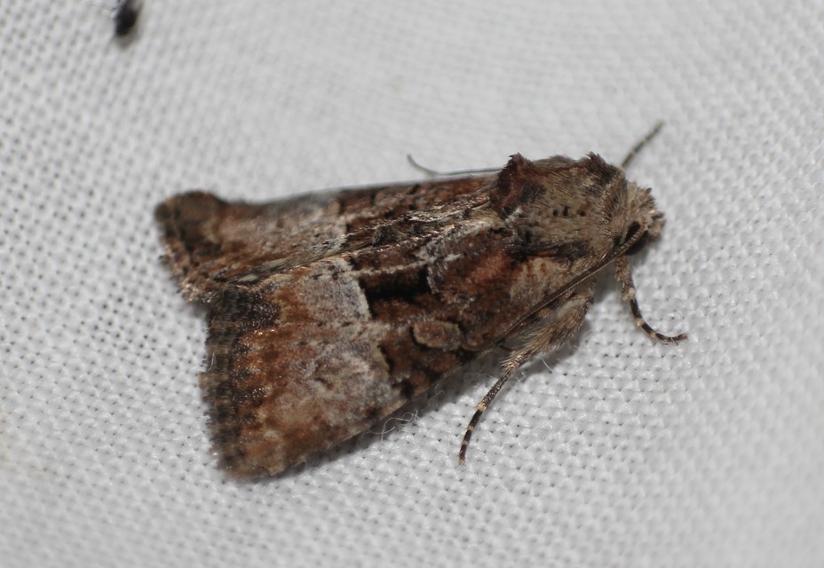 Mesoligia furuncula - kétszínű dudvabagoly