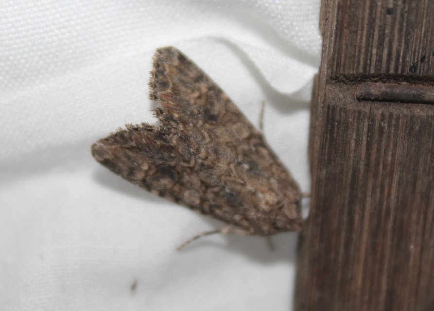 Hadula trifolii - lóherebagoly