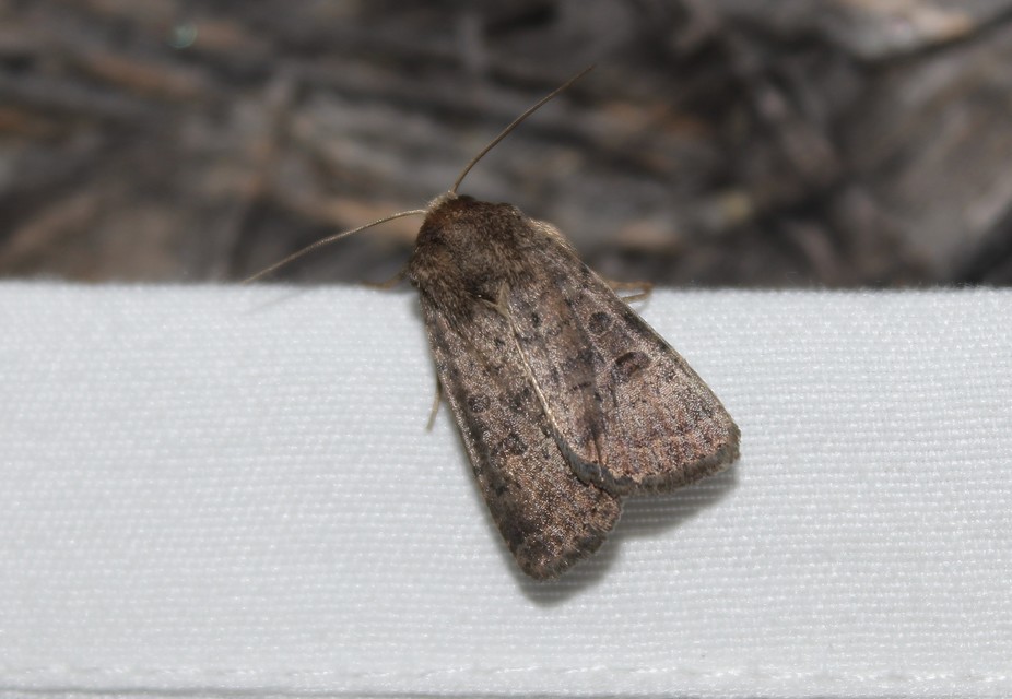 Hoplodrina octogenaria - barna selymesbagoly
