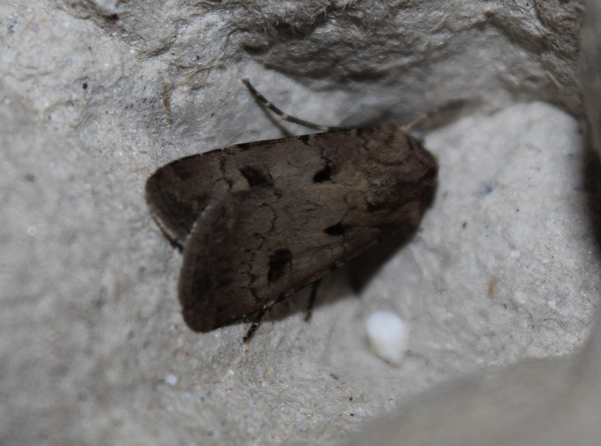 Agrotis exclamationis - felkiáltójeles földibagoly