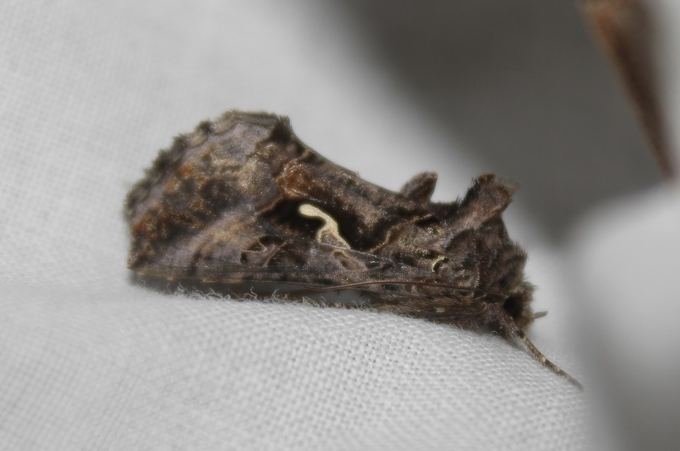 Autographa gamma - gammalepke