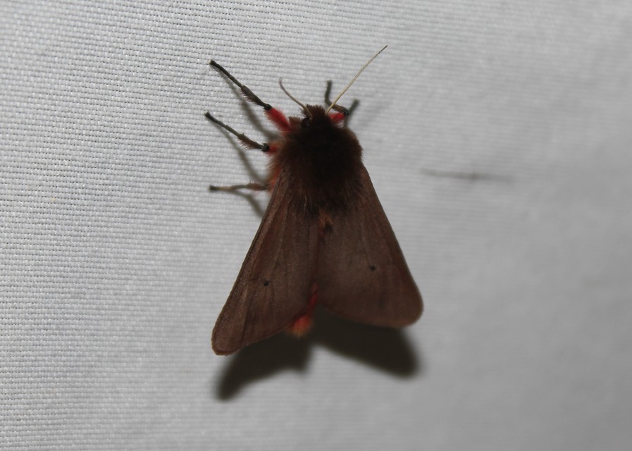 Phragmatobia fuliginosa - füstös medvelepke
