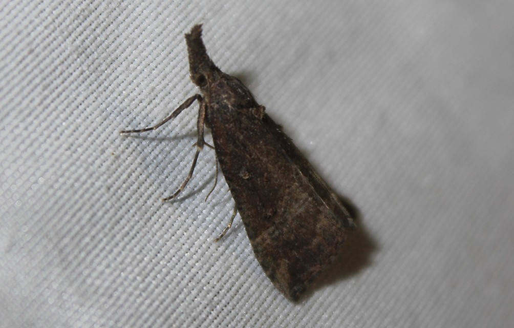 Hypena rostralis - közönséges karcsúbagoly