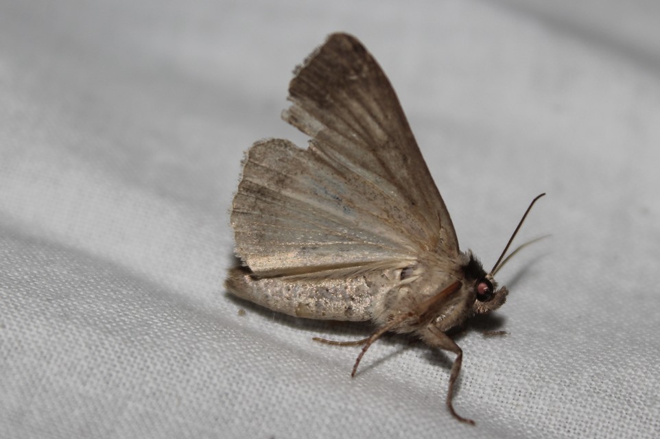 Lygephila craccae - gyakori csüdfűbagoly