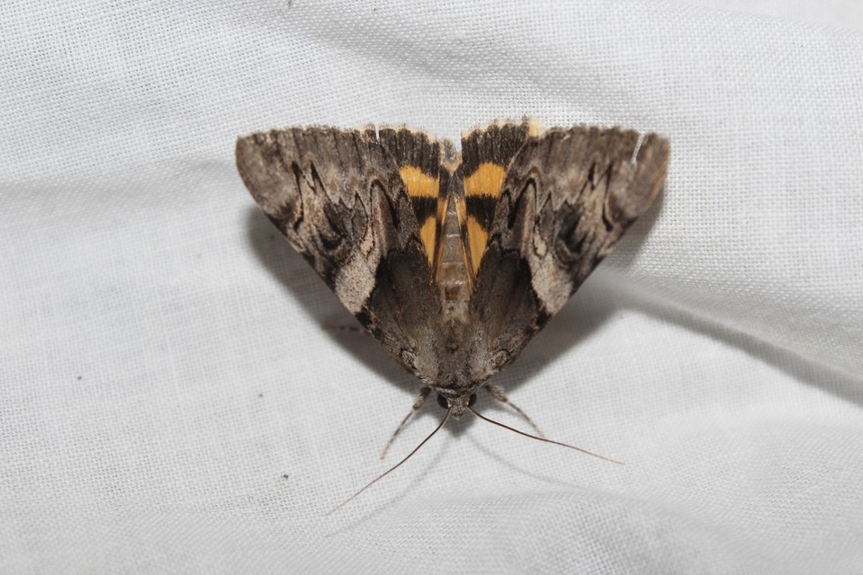 Catocala fulminea - galagonya-övesbagoly
