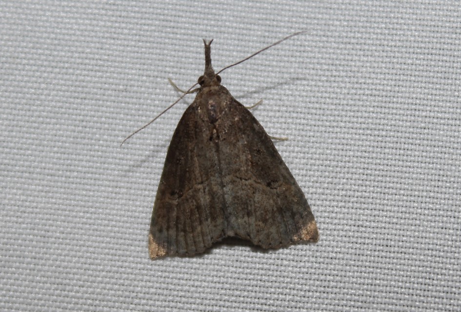 Hypena rostralis - közönséges karcsúbagoly