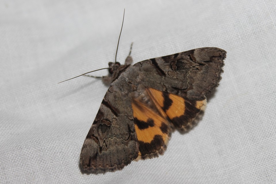 Catocala hymenaea - kökény-övesbagoly