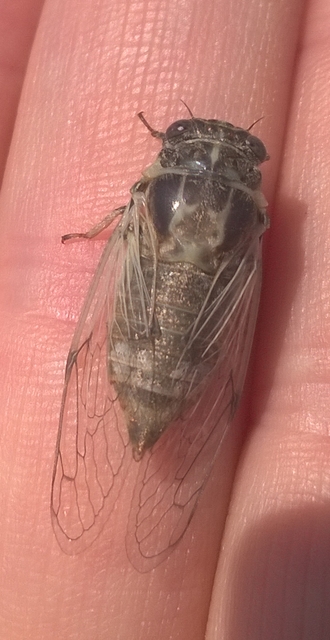 Cicadidae - énekeskabócák