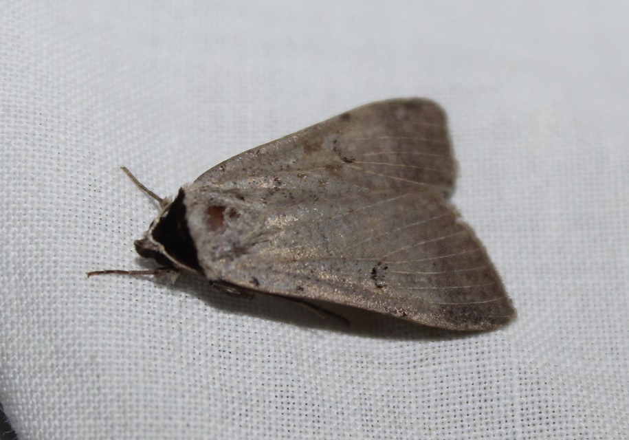 Lygephila craccae - gyakori csüdfűbagoly