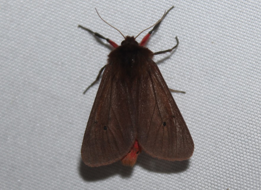 Phragmatobia fuliginosa - füstös medvelepke