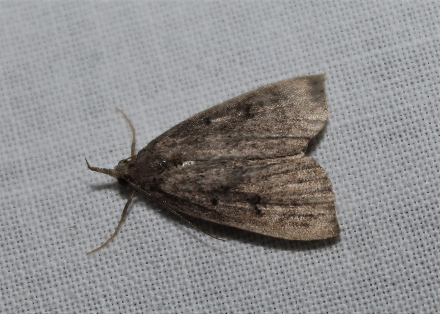 Hypena rostralis - közönséges karcsúbagoly