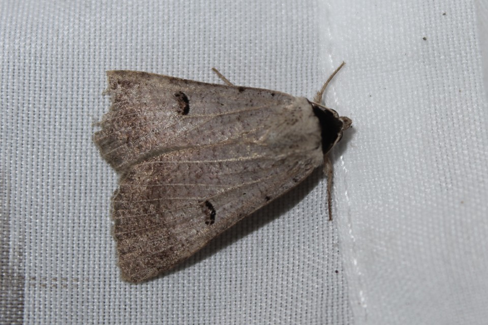 Lygephila craccae - gyakori csüdfűbagoly