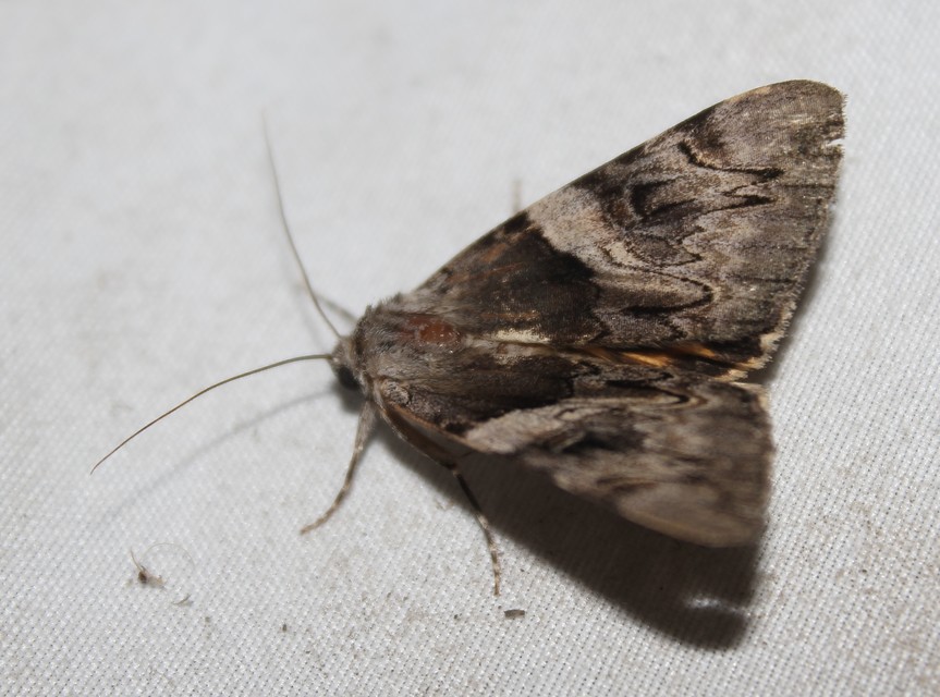 Catocala fulminea - galagonya-övesbagoly