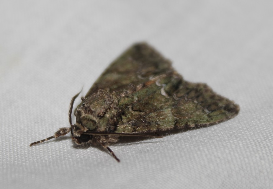 Polyphaenis sericata - selyemfényű erdeibagoly