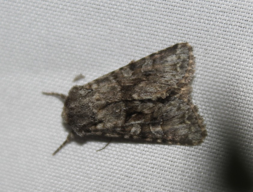 Hecatera bicolorata - világos kertibagoly