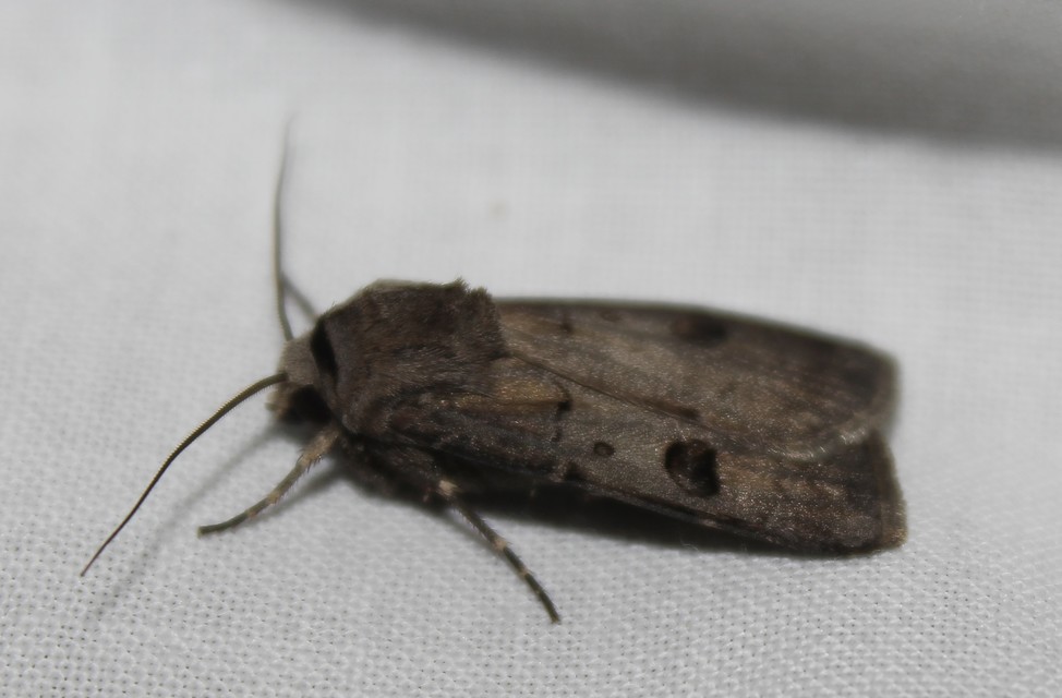 Agrotis exclamationis - felkiáltójeles földibagoly