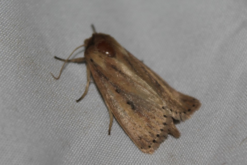Globia sparganii - nagy nádibagoly