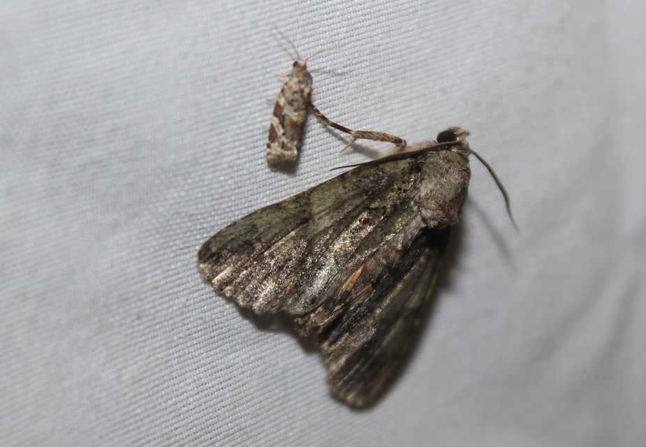 Polyphaenis sericata - selyemfényű erdeibagoly