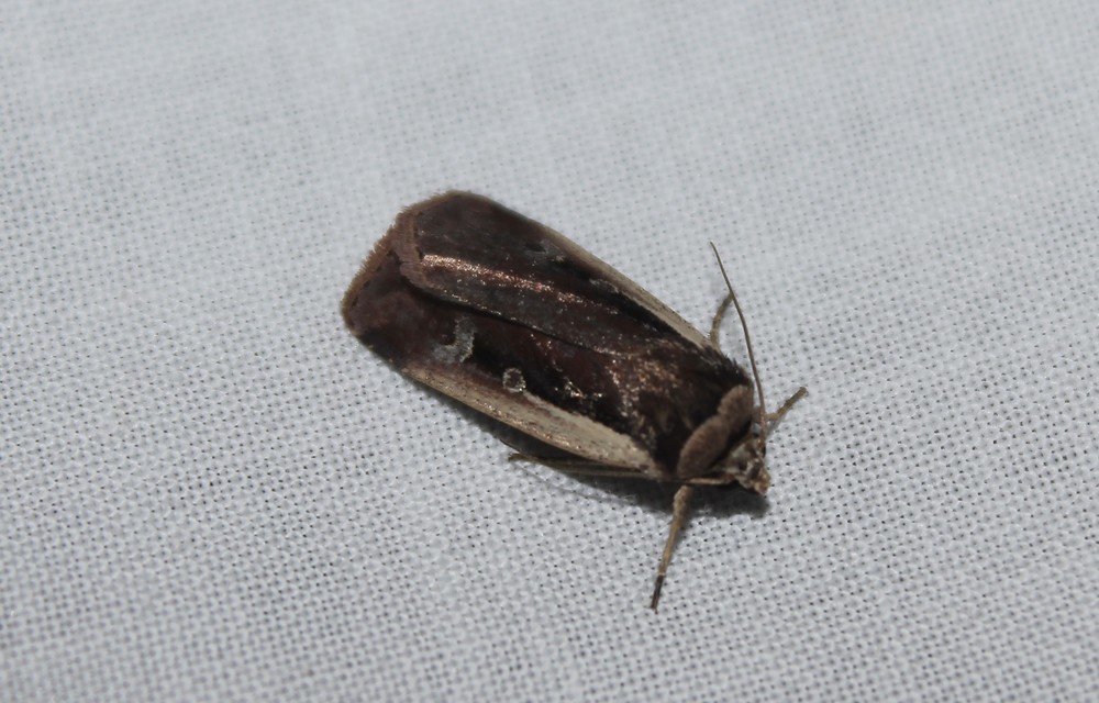 Ochropleura plecta - fehérszegélyű fűbagoly