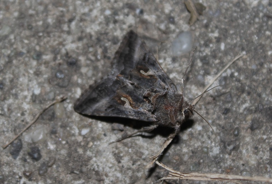 Autographa gamma - gammalepke
