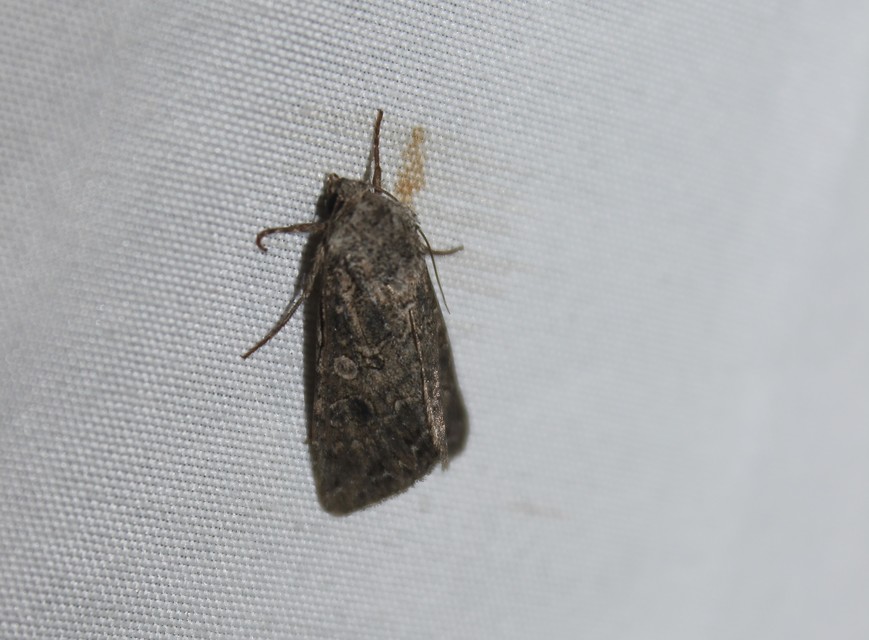 Hadula trifolii - lóherebagoly