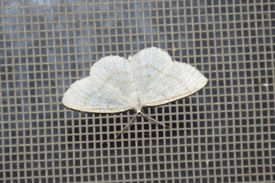 Cabera exanthemata - pettyes égeraraszoló