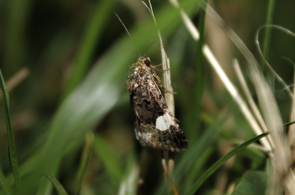Tyta luctuosa - fekete nappalibagoly