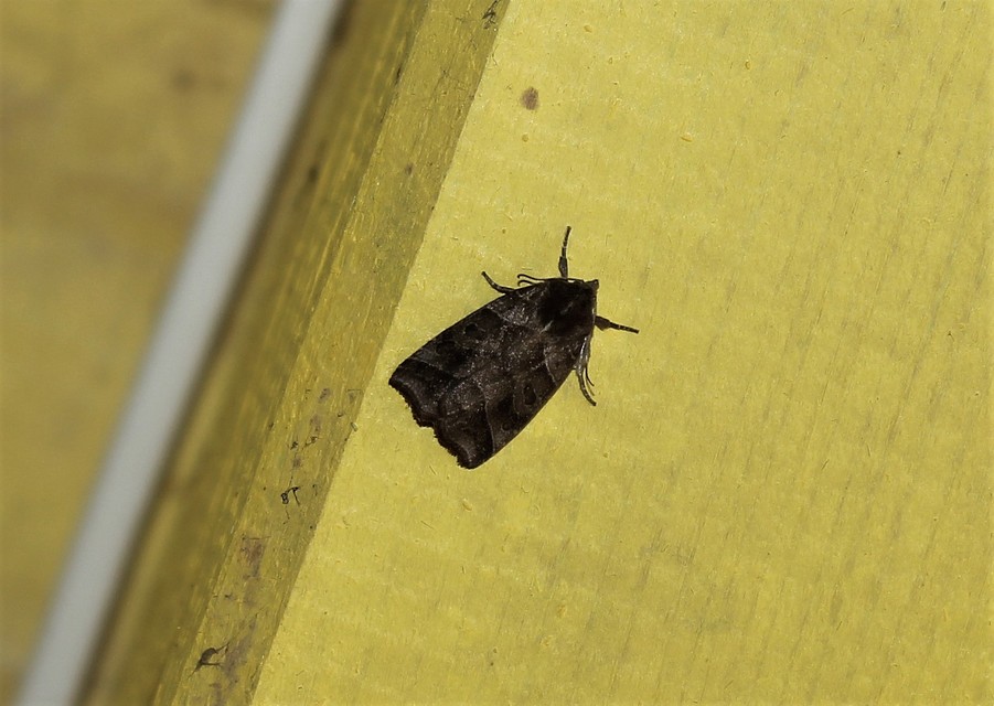 Ipimorpha retusa - sarlós fűzbagoly