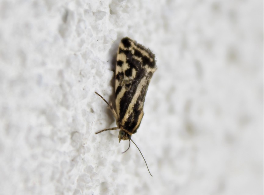 Emmelia trabealis - zebrabagoly