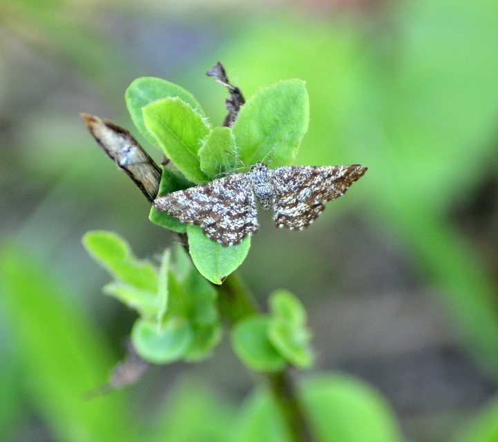 Ematurga atomaria - barna rétiaraszoló