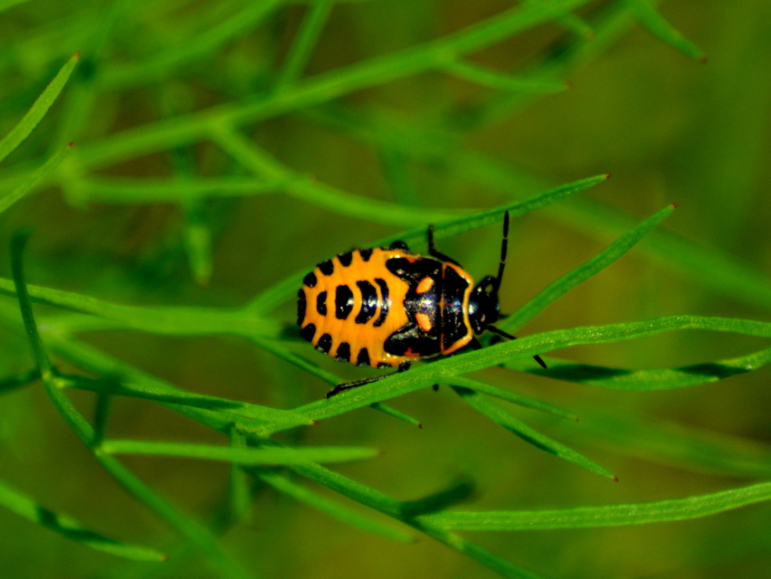 Eurydema Eurydema