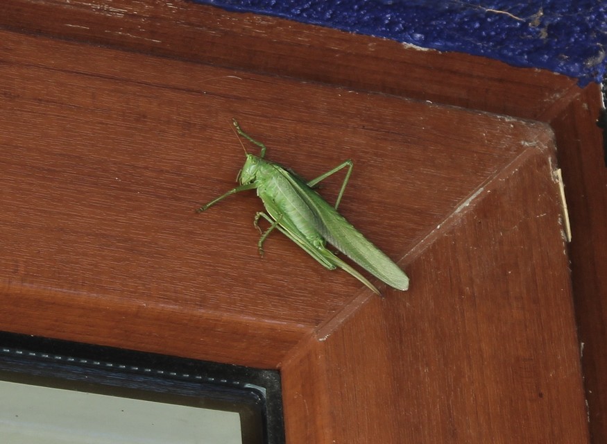 Tettigonia viridissima - zöld lombszöcske