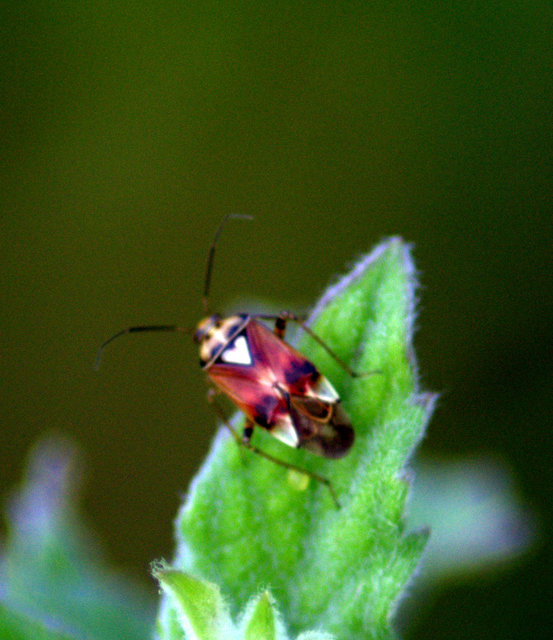Lygus pratensis - változó mezeipoloska