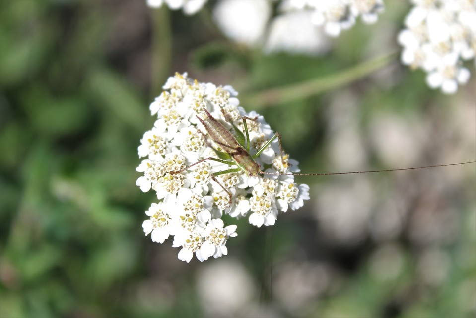 Leptophyes albovittata - közönséges virágszöcske