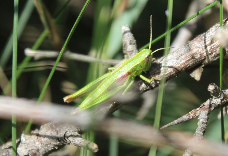 Euthystira brachyptera - smaragdzöld sáska