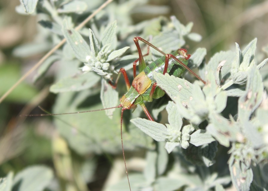 Barbitistes constrictus - északi málnaszöcske