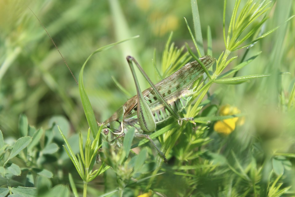 Gampsocleis glabra - tőrös szöcske